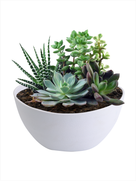 Semi-circle Wall-mounted Flower Pot